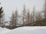 Mosses - 28.02.2009 